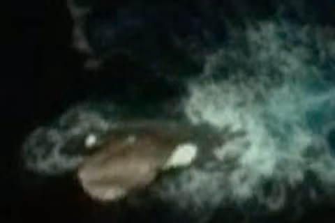 Phát hiện này đang gây tranh cãi gay gắt. Ảnh The Mirror