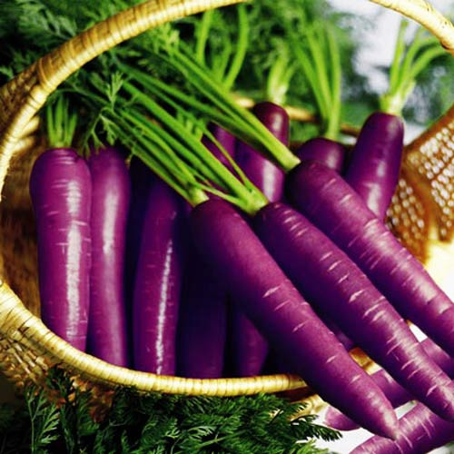 Cà rốt 7 sắc cầu vồng, càng ăn càng bổ - 5