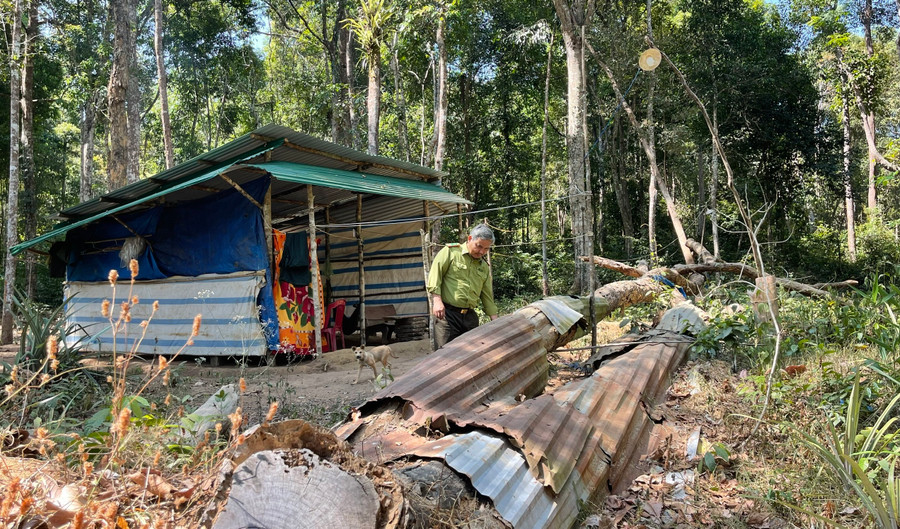 Ông H A Định dùng tôn bảo vệ cây trắc bị đổ và làm lán trại cạnh bên để tránh kẻ xấu xâm hại. Ông H A Định dùng tôn bảo vệ cây trắc bị đổ và làm lán trại cạnh bên để tránh kẻ xấu xâm hại.