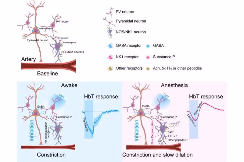 Các tế bào thần kinh PV giải phóng một peptit gọi là 'chất P'.