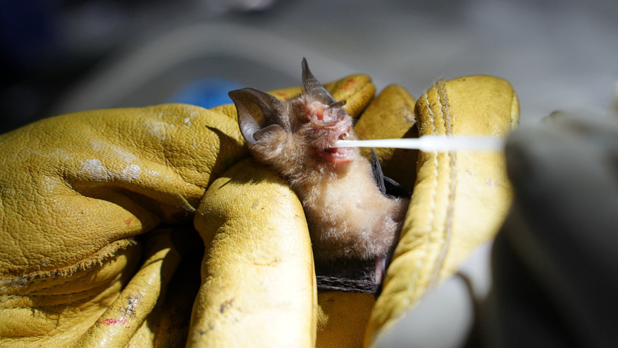 Dơi có thể là đáp án cho các bệnh truyền nhiễm trong tương lai.