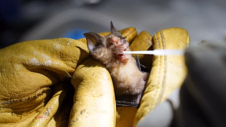 Dơi có thể là đáp án cho các bệnh truyền nhiễm trong tương lai.