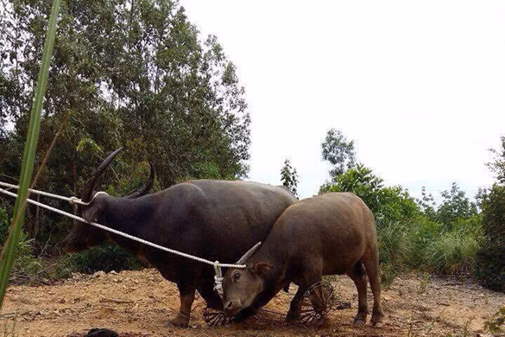 Bắt được 8 con "trâu điên", dân vẫn sợ vì còn 2 con