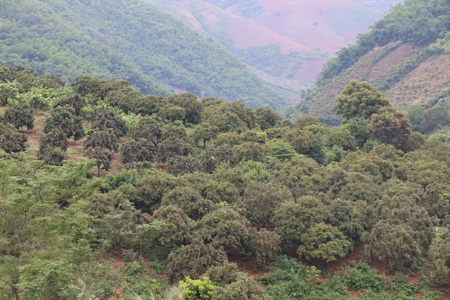 Huyện Sông Mã có diện tích nhãn lớn nhất tỉnh Sơn La.