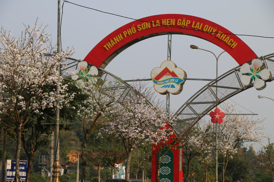 Hoa ban đua nở trên quốc lộ 6 thuộc thành phố Sơn La. Hoa ban đua nở trên quốc lộ 6 thuộc thành phố Sơn La.