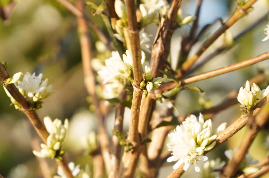 Sau một đêm những nụ xanh dần chuyển mình nở thành những bông hoa trắng tinh khôi.