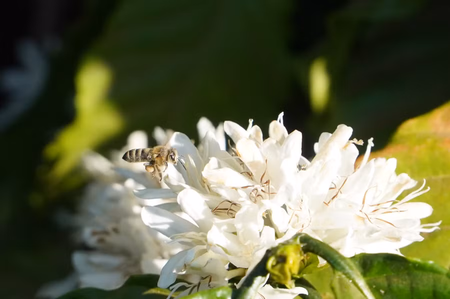 Không chỉ mang nét đẹp thuần khiết, hoa cà phê còn có hương thơm dịu nhẹ, thu hút ong đến làm mật.