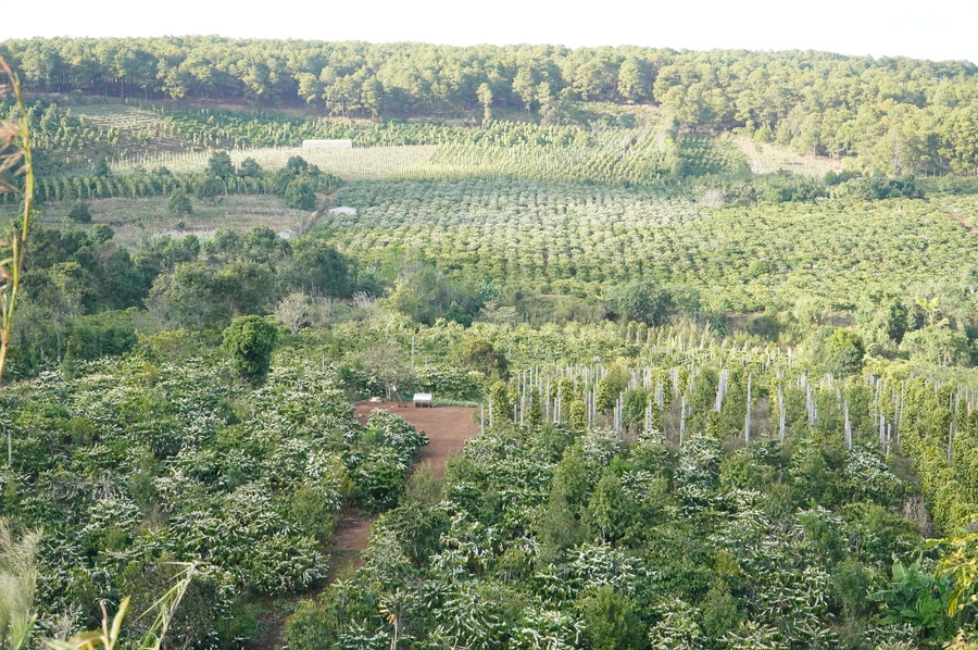 Những ngày này, Tây Nguyên phủ một màu trắng muốt của hoa cà phê.