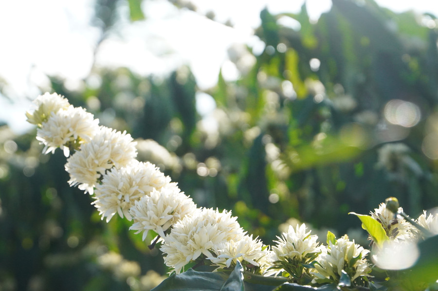 Hoa cà phê trắng muốt vươn mình dưới nắng.