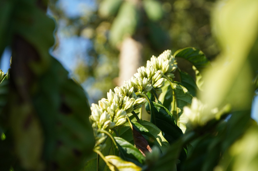 Trước khi nở, hoa cà phê là những búp nhỏ màu xanh nhạt.