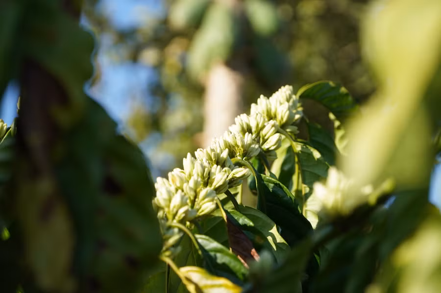 Trước khi nở, hoa cà phê là những búp nhỏ màu xanh nhạt.