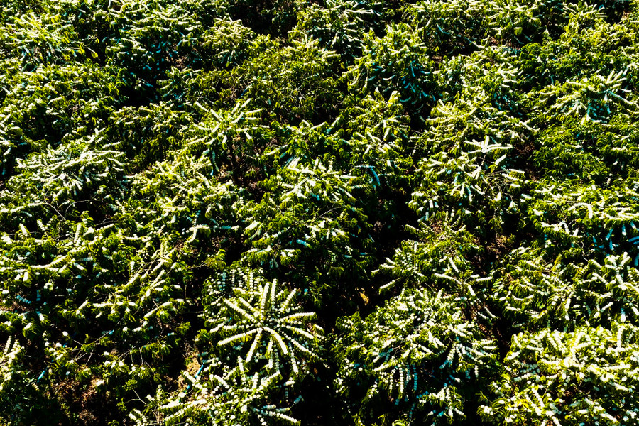 Sau 7 - 10 ngày khoe sắc, hoa cà phê dần rụng cánh tạo thành những chùm quả trĩu nặng.