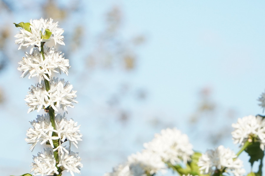 Những bông hoa cà phê tròn xoe như hình cầu và kết thành từng chùm bám kín cành.