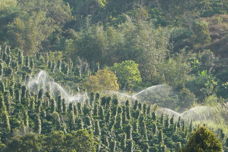 Người dân tưới đẫm nước cho rẫy cà phê.