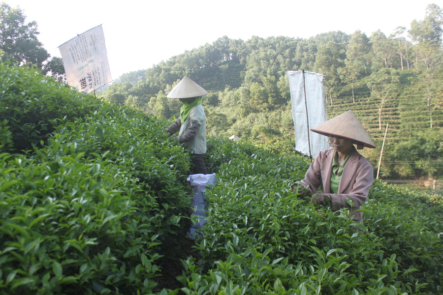 Tiến sĩ Nguyễn Đình Tuân không chỉ là người khai lập làng xã, mà còn được coi là vị tổ nghề đối với cây chè Tân Cương. Tiến sĩ Nguyễn Đình Tuân không chỉ là người khai lập làng xã, mà còn được coi là vị tổ nghề đối với cây chè Tân Cương.