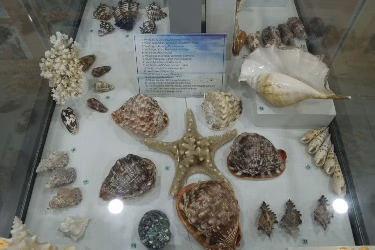 Có những loại đặc hữu chỉ xuất hiện ở quần đảo Hoàng Sa và Trường Sa của Việt Nam, ông Toại đã “đặt hàng” những ngư dân chuyên đánh bắt ở vùng biển này để đem về cho mình.