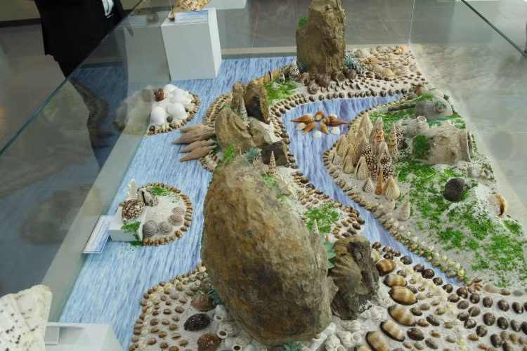 Những vỏ ốc biển mà ông Toại sưu tầm được trong 15 năm qua.