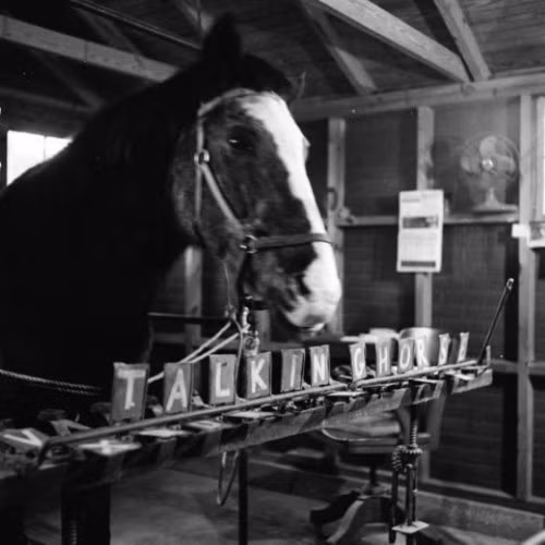 Ngựa Lady trong một thí nghiệm về khả năng đặc biệt.