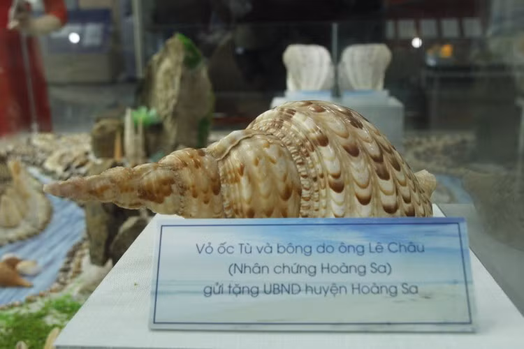 Những vỏ ốc biển được những nhân chứng từng sinh sống ở quần đảo Hoàng Sa của Việt Nam hiến tặng.
