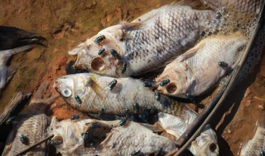 Cá chết trắng tại khu vực hồ chứa Bộc Nguyên.