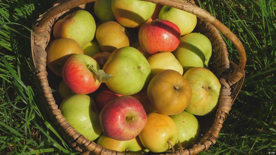 Hạt vi nhựa có thể tồn tại trong đất nông nghiệp hàng chục năm, gây ô nhiễm cây lương thực.