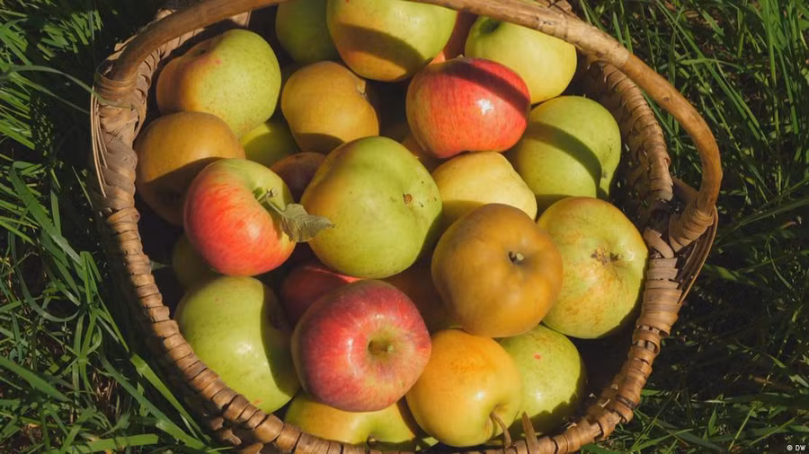 Hạt vi nhựa có thể tồn tại trong đất nông nghiệp hàng chục năm, gây ô nhiễm cây lương thực.