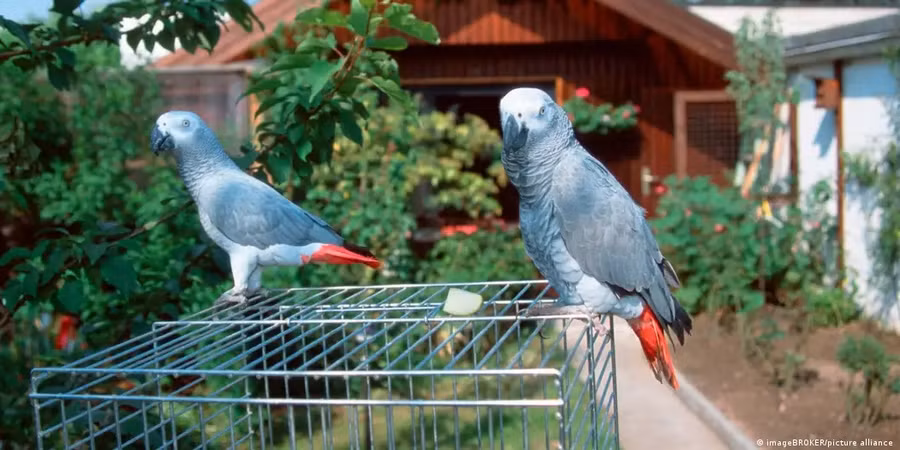 Vẹt có thể bắt chước lời nói của con người. Nhưng những âm thanh của chúng có ý nghĩa gì không?