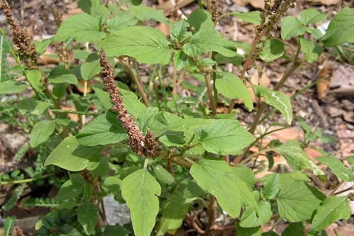 Bài thuốc chữa bệnh từ cây dền gai