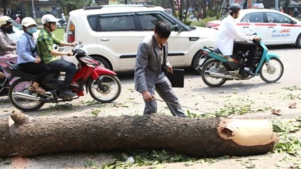 Hà Nội cử người đi nước ngoài học cắt tỉa cây xanh