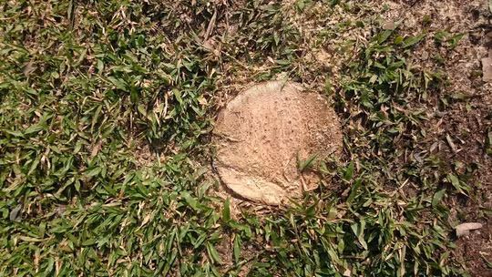  ... nhưng đã nhanh chóng trơ gốc chỉ trong vài phút! 