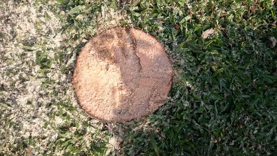 Hàng trăm cây cau trên đường Phạm Văn Đồng bị chặt hạ