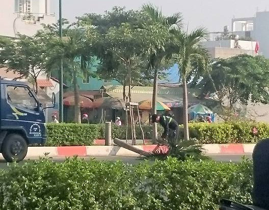 Hàng trăm cây cau trên đường Phạm Văn Đồng bị chặt hạ ảnh 2 Các cây cau bị cưa đôi không thương tiếc