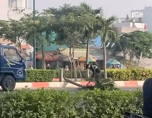  Các cây cau bị cưa đôi không thương tiếc 