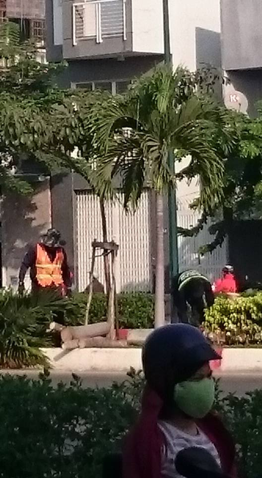Hàng trăm cây cau trên đường Phạm Văn Đồng bị chặt hạ ảnh 3 Các cây cau đều rất to khỏe...