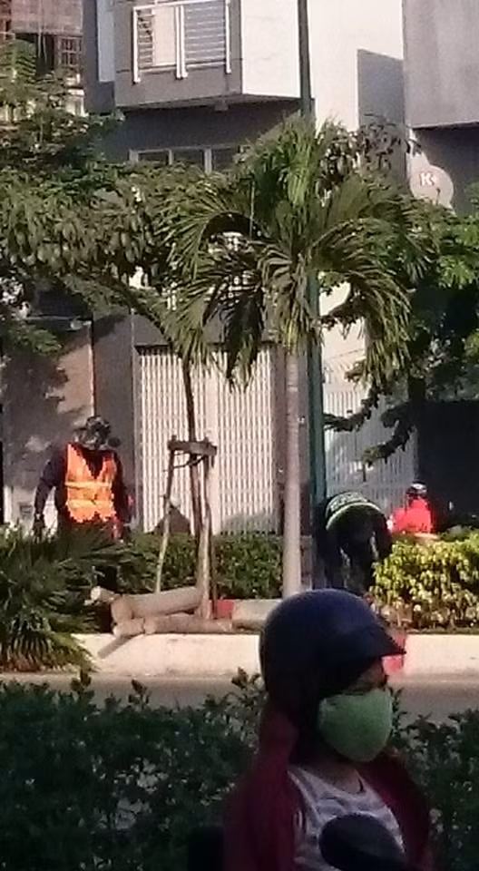  Các cây cau đều rất to khỏe... 