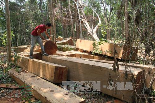 Lâm tặc hoành hành, rừng Krông Pa nguy cơ xóa sổ