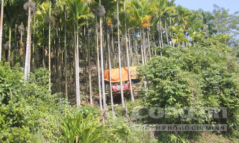 Nhà nhà dựng chòi canh giữ