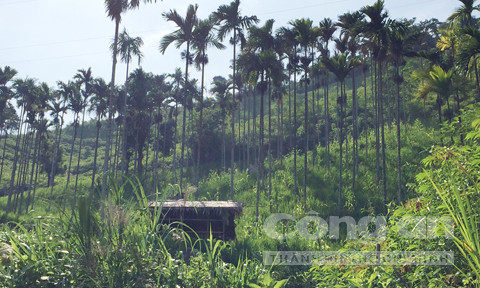 Cau trái đắt giá, người dân... dán "bùa" lên thân cây để chống trộm ảnh 1 Một số chòi canh do người dân dựng ngay trên nương rẫy cau để trông coi chống hái trộm