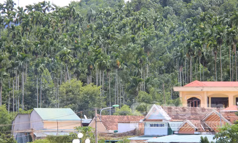 Một góc thủ phủ cau Sơn Tây