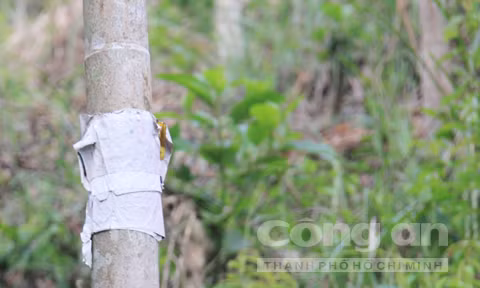 Cúng và dán bùa nhờ thần rừng canh chừng kẻ trộm