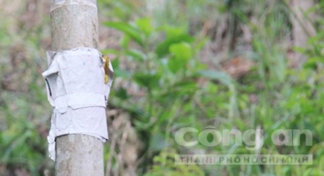 Cau trái đắt giá, người dân... dán "bùa" lên thân cây để chống trộm