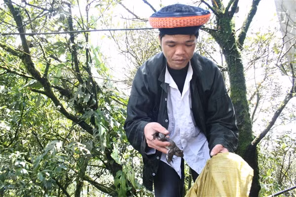 Từ xa xưa, người ở Mẫu Sơn thường có 3 đợt/năm săn ếch hương.