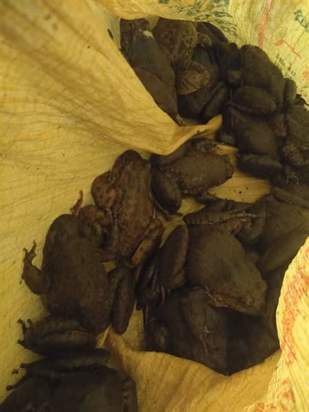 Giá ếch hương ở Mẫu Sơn thường ở mức 500 nghìn/kg.