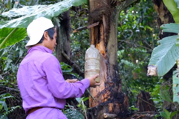Anh Bh’ling Đan đang chuẩn bị lấy rượu từ cây Tr’đin.
