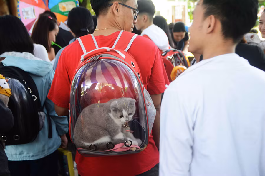 Người Sài Gòn đổ xô đi xem những con mèo nghìn USD - ảnh 13