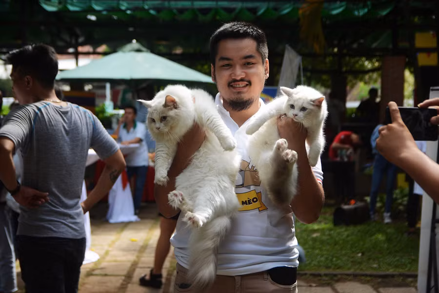 Người Sài Gòn đổ xô đi xem những con mèo nghìn USD - ảnh 8