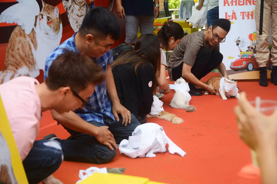 Người Sài Gòn đổ xô đi xem những con mèo nghìn USD - ảnh 17