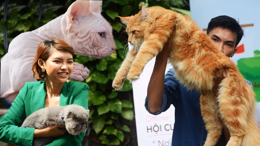 Cả trăm mèo cưng cùng nhau tụ họp. Ảnh: Hoài Nhân.