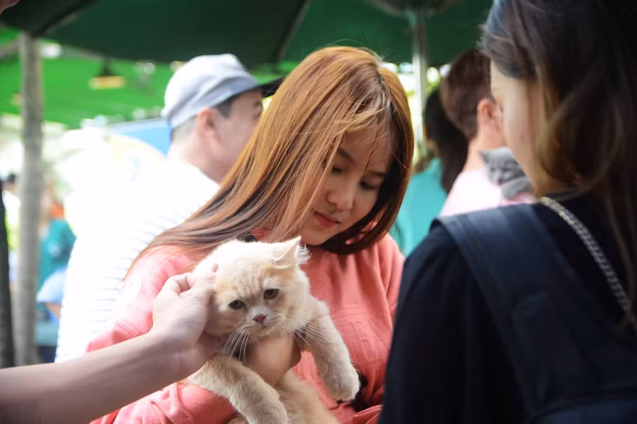 Người Sài Gòn đổ xô đi xem những con mèo nghìn USD - ảnh 23