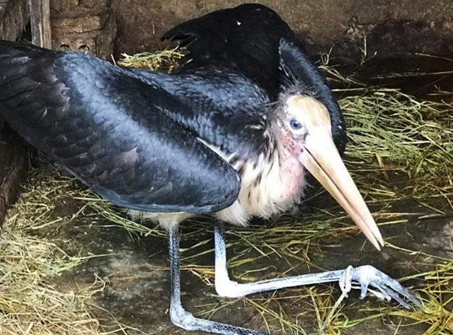 Nong dan bat duoc chim la sai canh hon 2 m hinh anh 2 